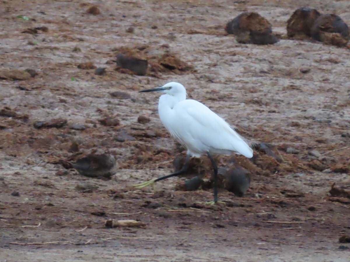 Little Egret - ML646644537