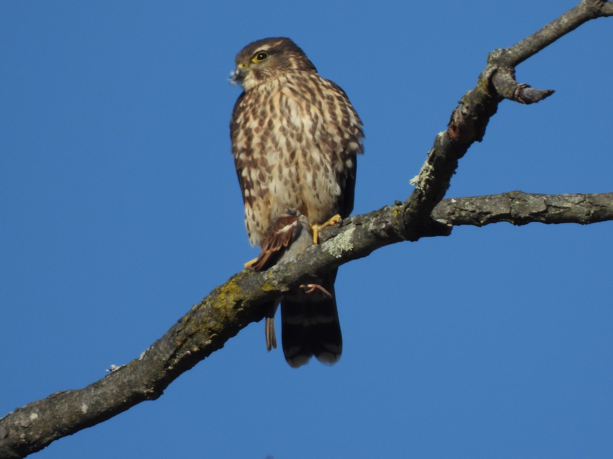 Merlin - ML646644538