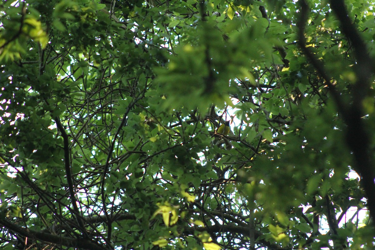 Hooded Warbler - ML646644539