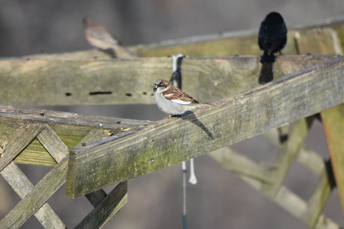 House Sparrow - ML646644540