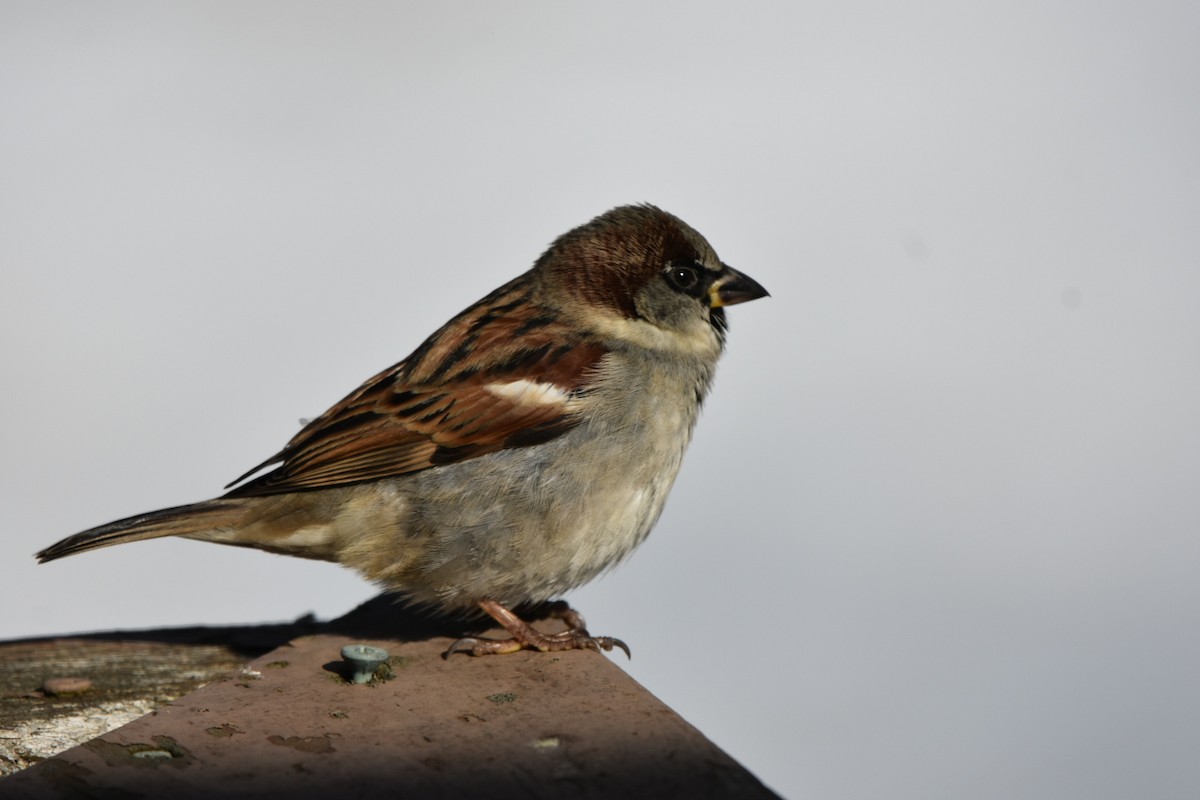 House Sparrow - ML646644541