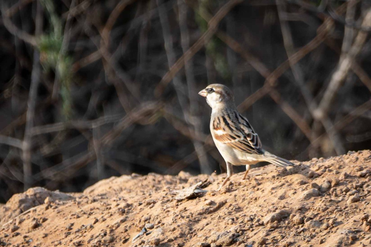 House Sparrow - ML646644542