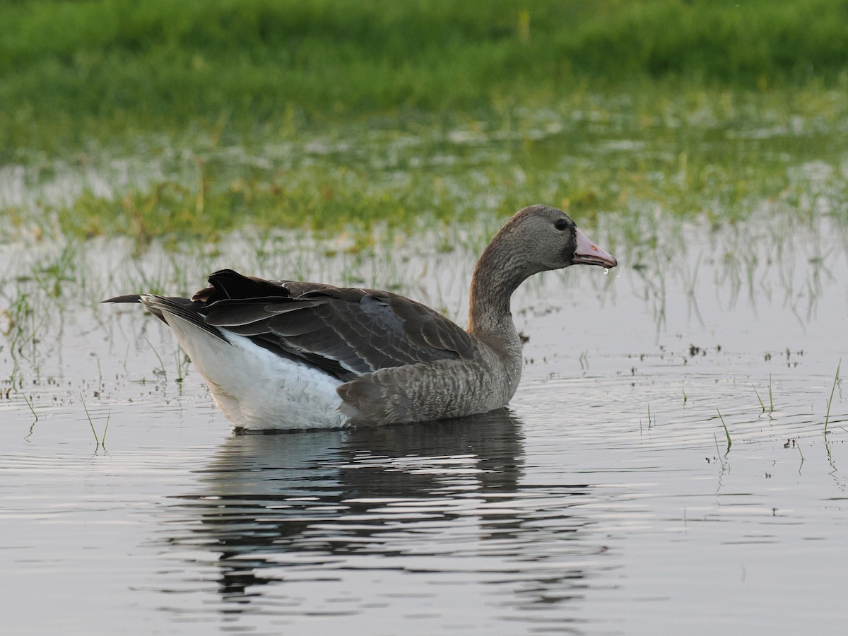 Greater White-fronted Goose - ML646644543