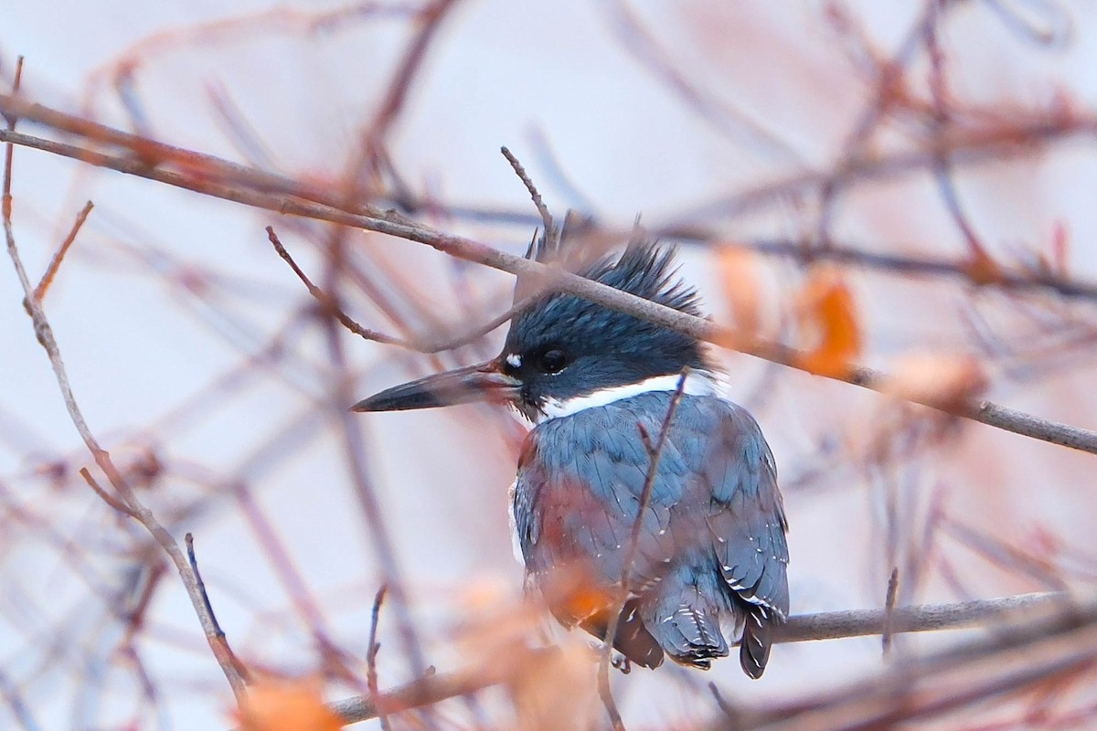 Belted Kingfisher - ML646644546