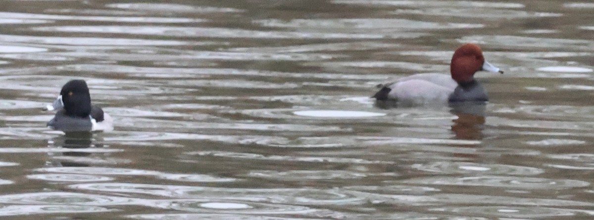 Redhead - ML646644547