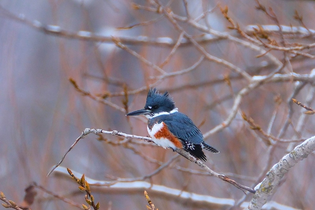 Belted Kingfisher - ML646644552