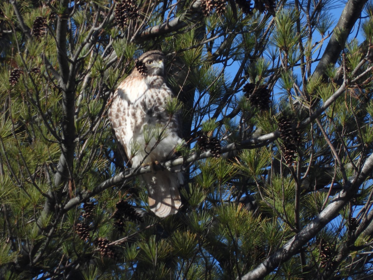 Red-tailed Hawk - ML646644553