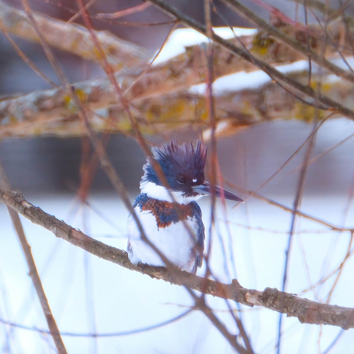 Belted Kingfisher - ML646644555
