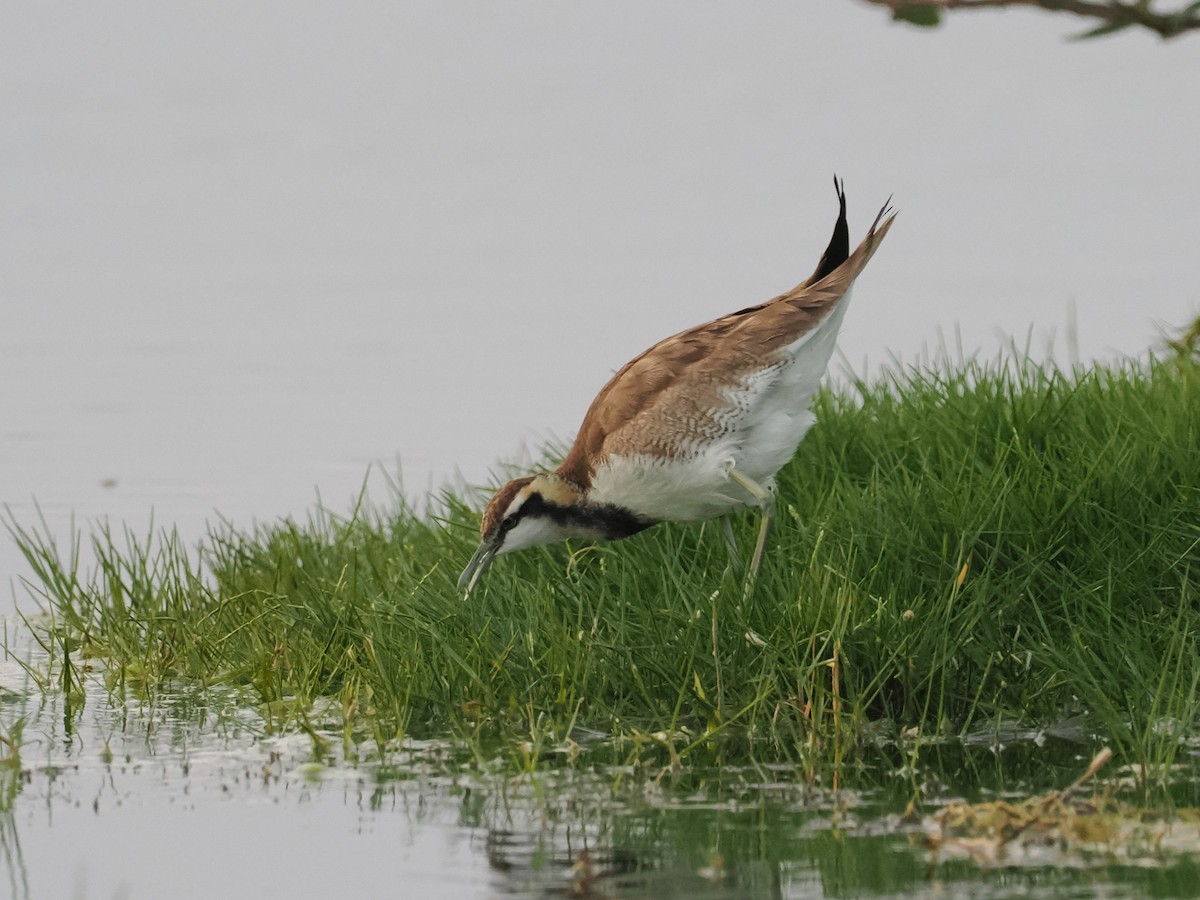 fasanbladhøne - ML646644569