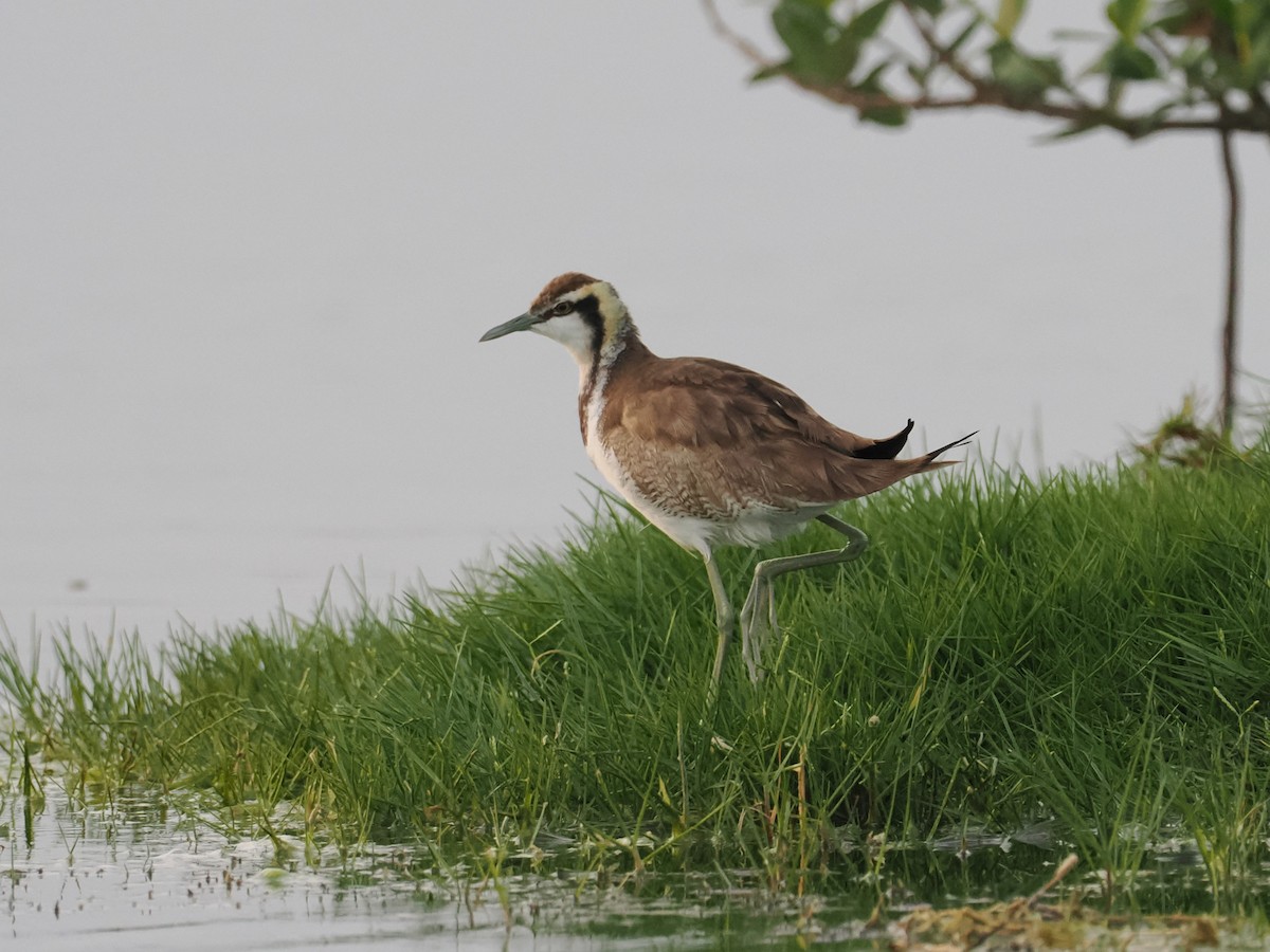 fasanbladhøne - ML646644570