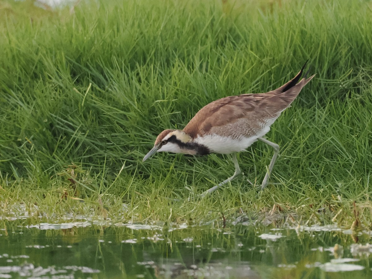 fasanbladhøne - ML646644571