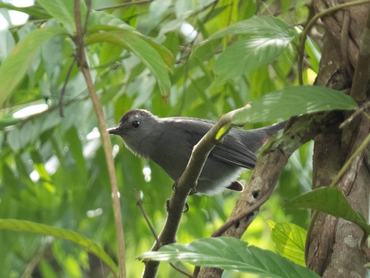Gray Catbird - ML646644575