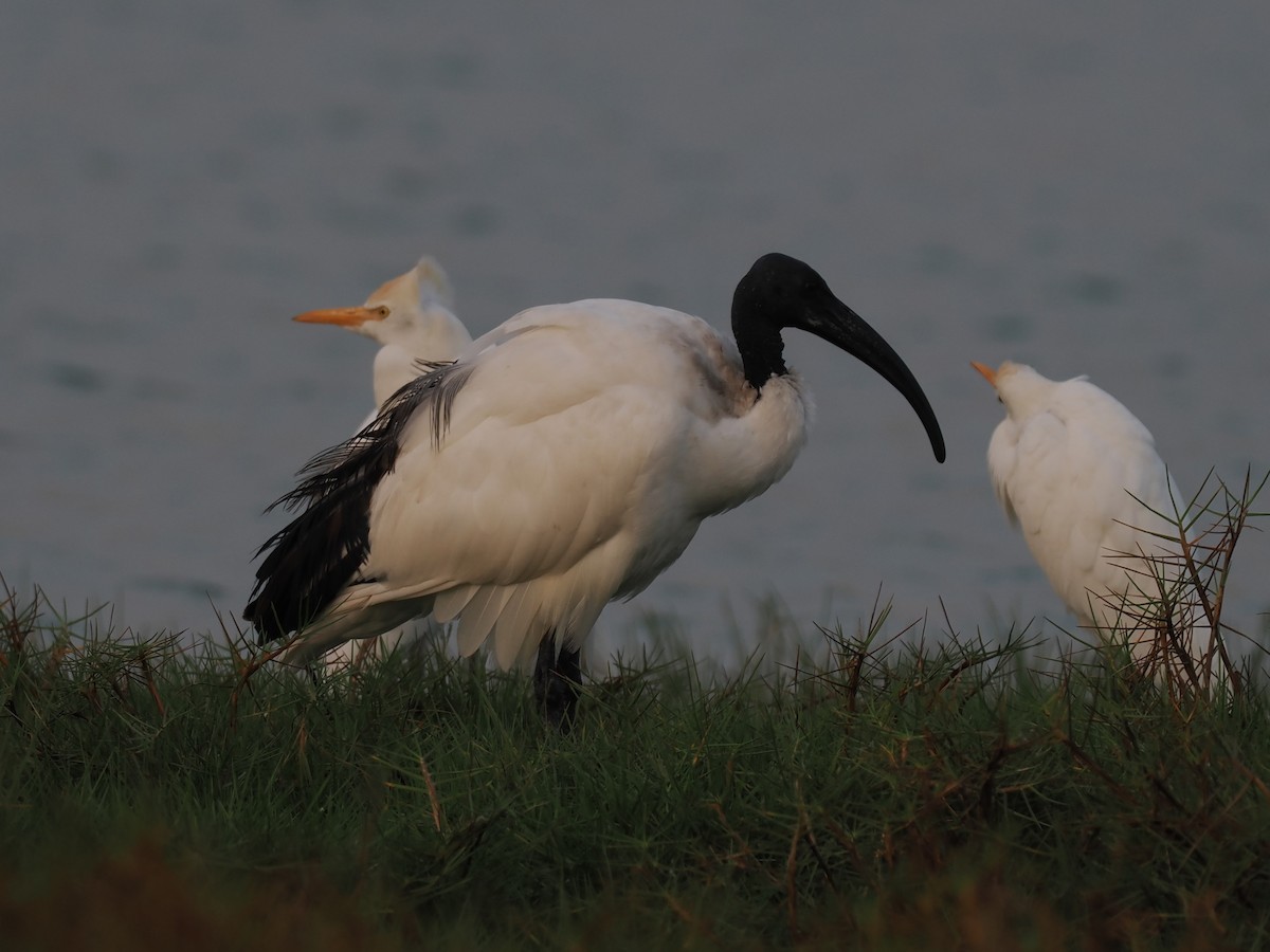 African Sacred Ibis - ML646644576