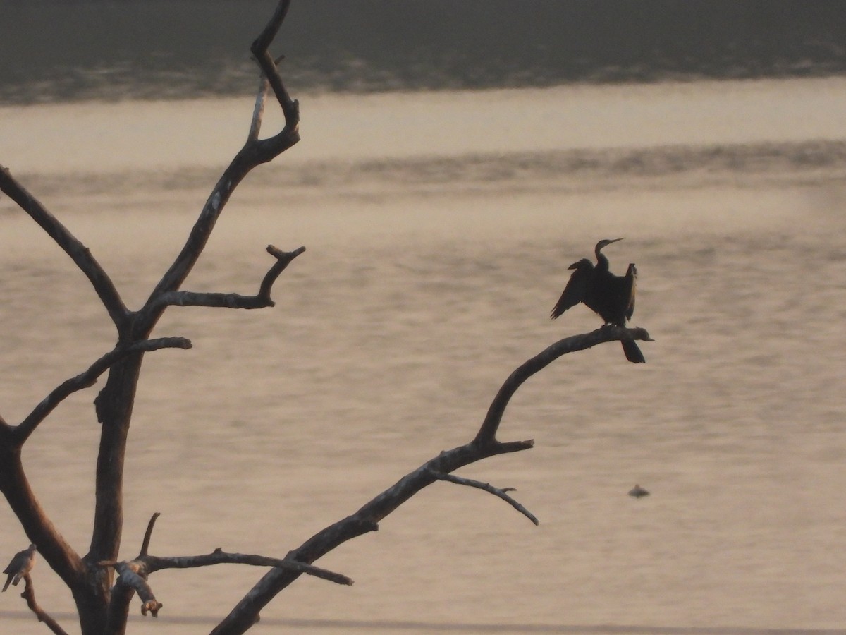 orientslangehals - ML646644586