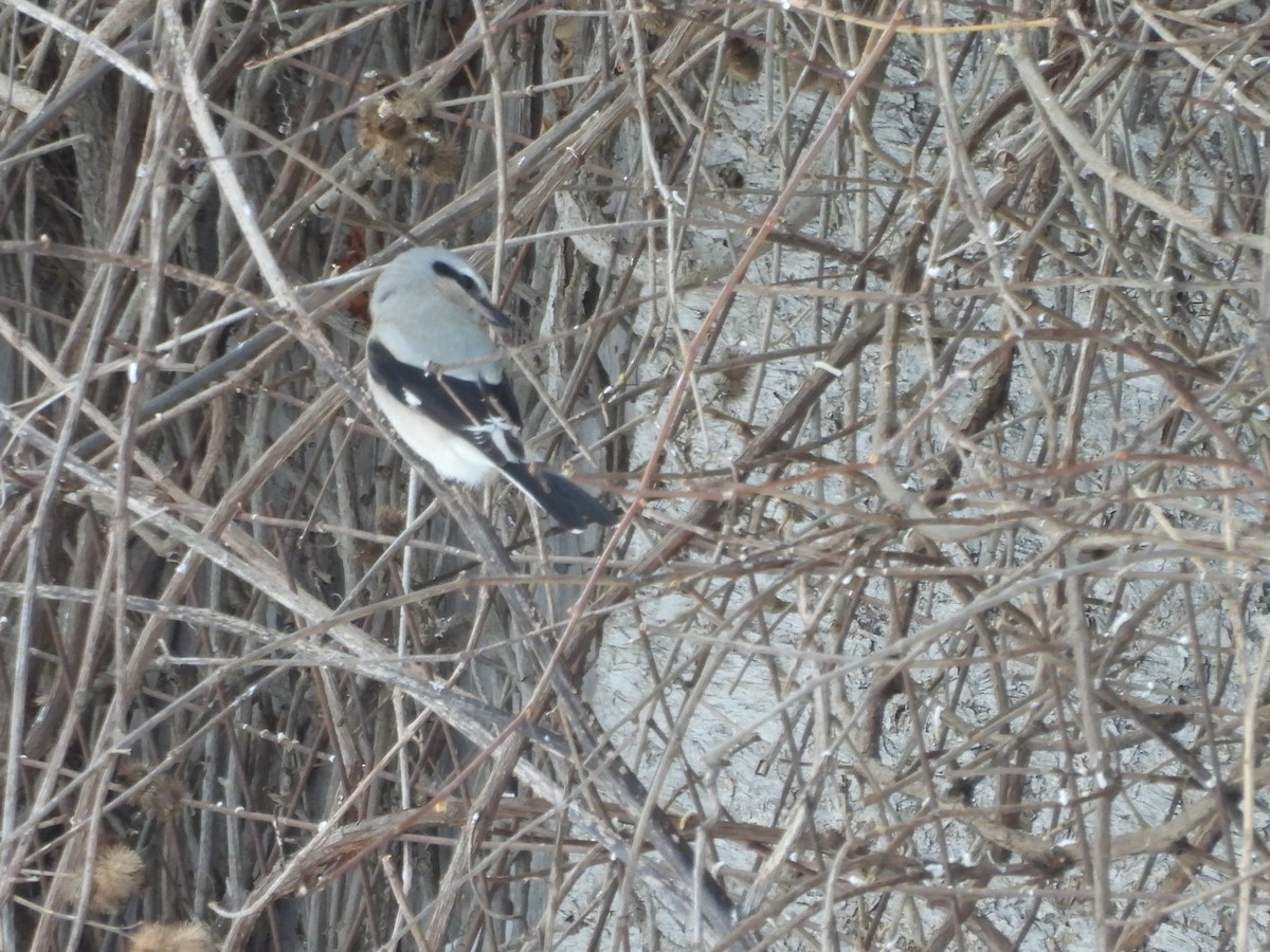 ťuhýk severní - ML646644593