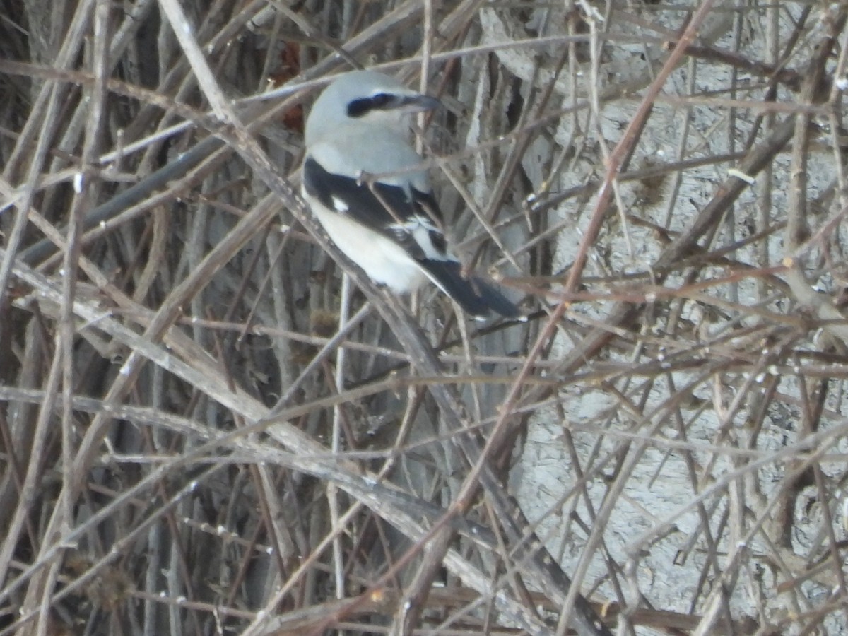 Northern Shrike - ML646644594