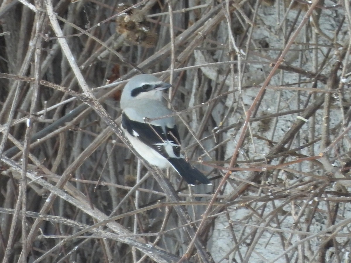 Northern Shrike - ML646644595