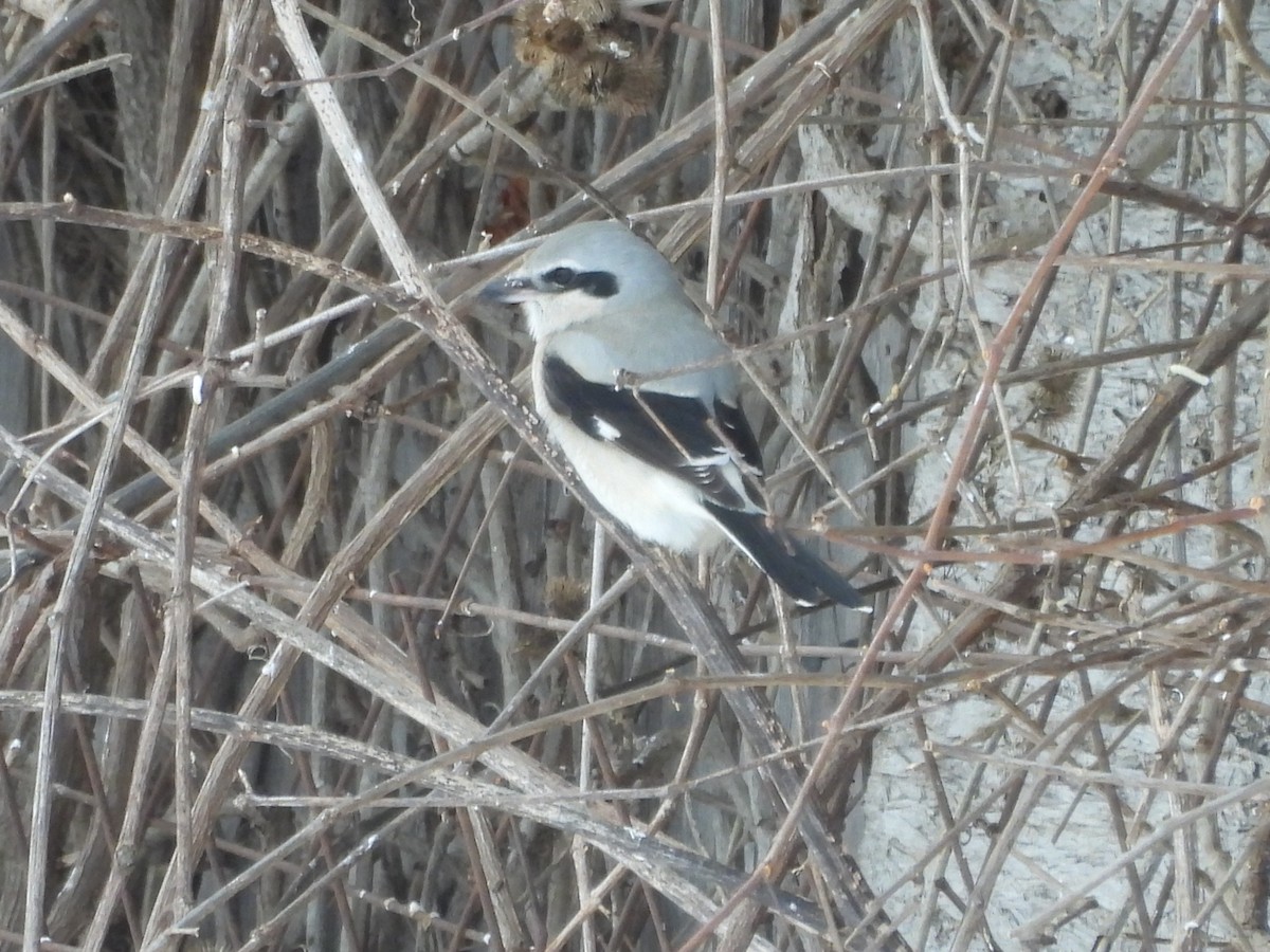 Northern Shrike - ML646644596