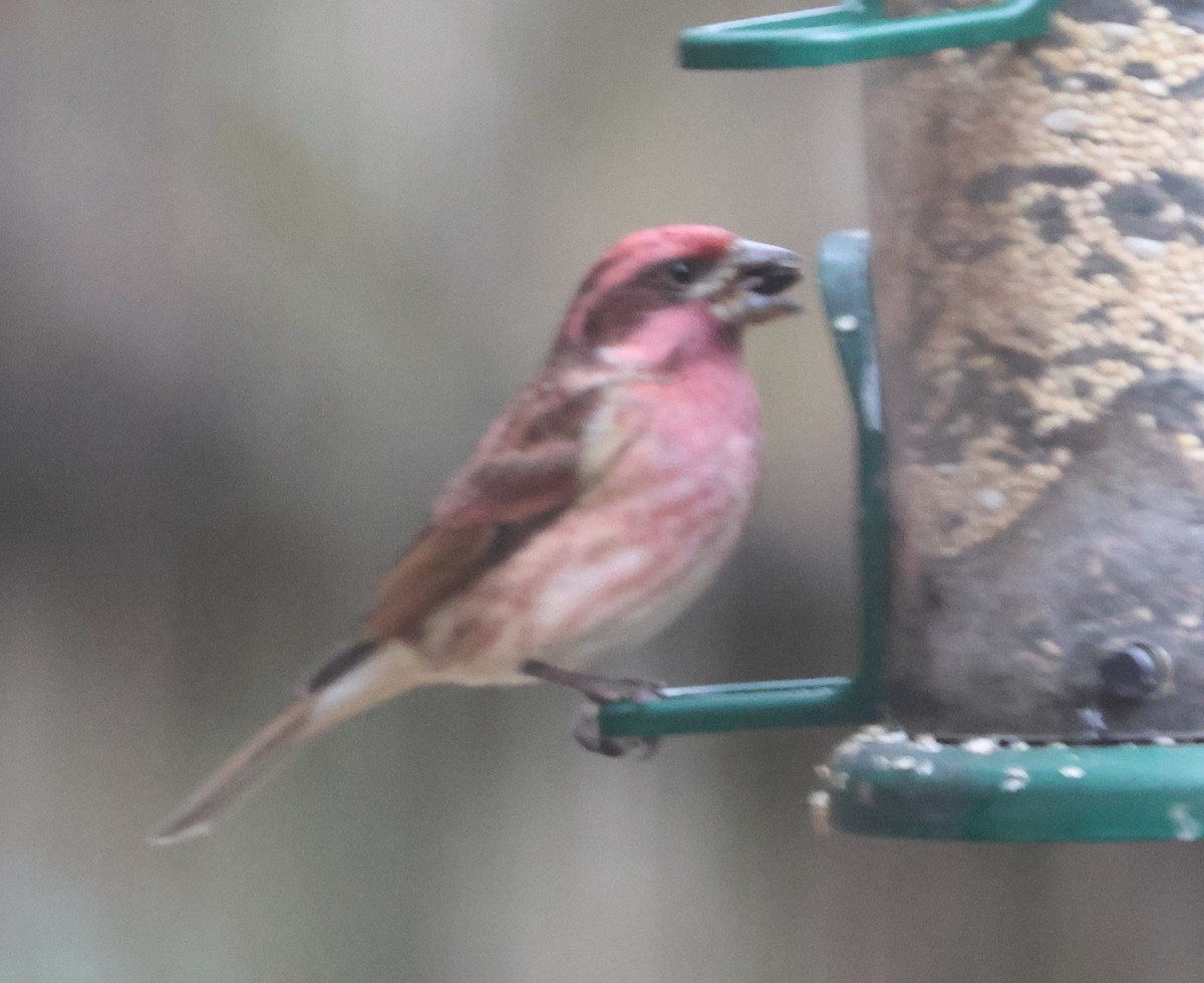 Amerika Çütresi - ML646644603