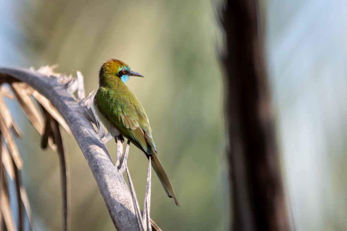 Arabian Green Bee-eater - ML646644604