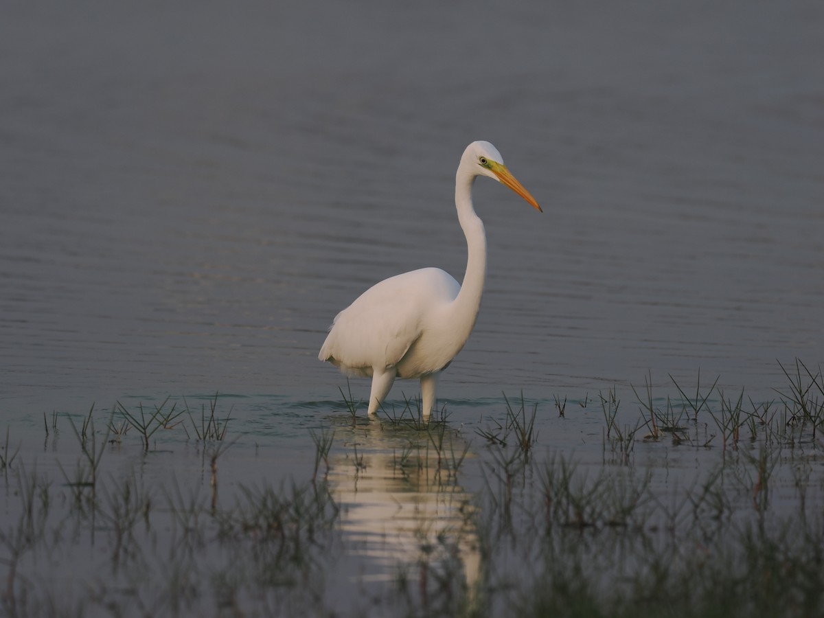 Цасч дэглий - ML646644605