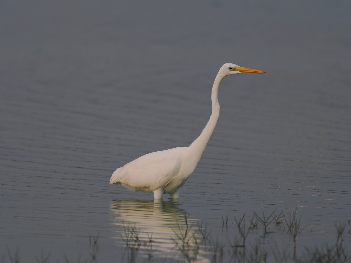 Цасч дэглий - ML646644606