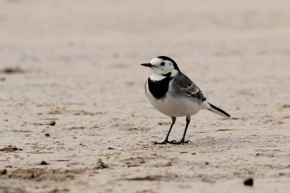 Bergeronnette grise - ML646644609