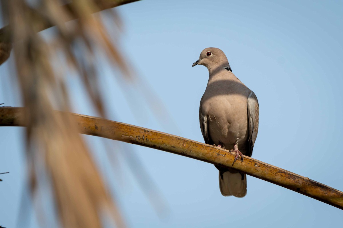 Eurasian Collared-Dove - ML646644610