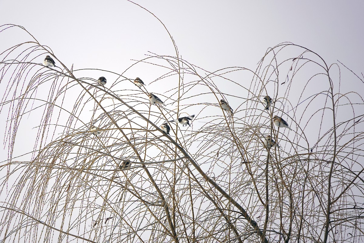 Пуночка - ML646644611