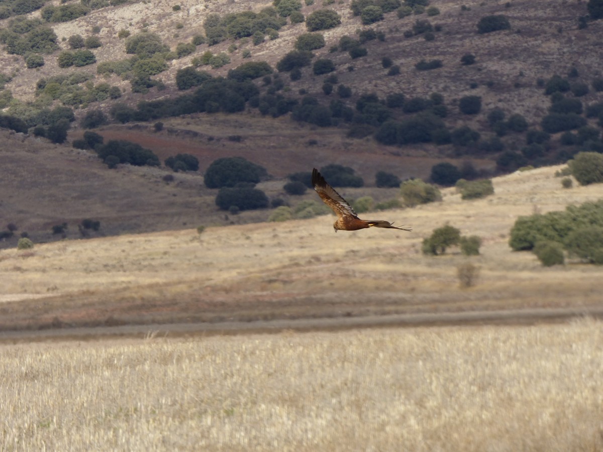 Western Marsh Harrier - ML646644613