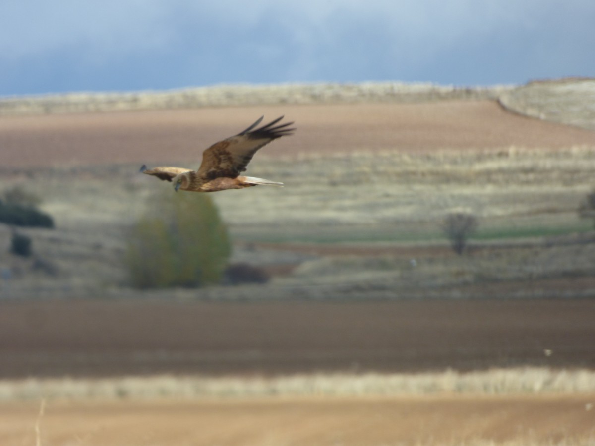 Western Marsh Harrier - ML646644614