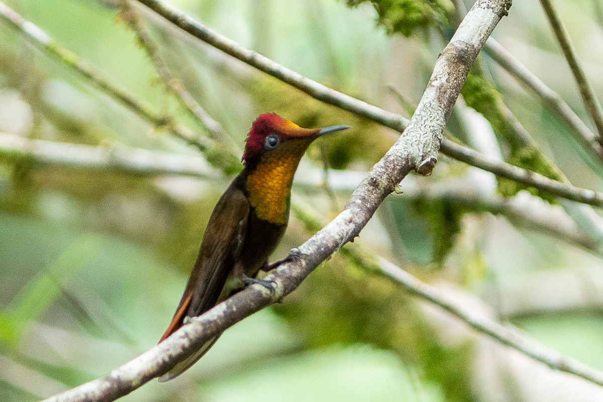 Ruby-topaz Hummingbird - ML646644616