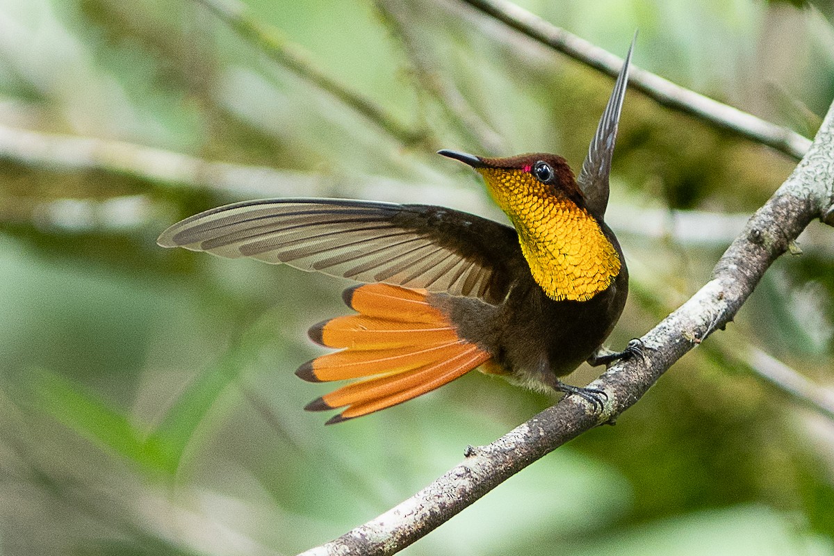 Ruby-topaz Hummingbird - ML646644617