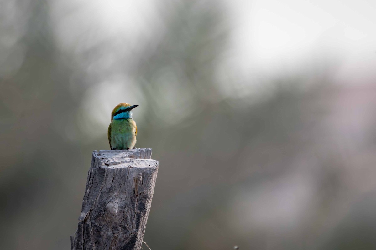 Arabian Green Bee-eater - ML646644619