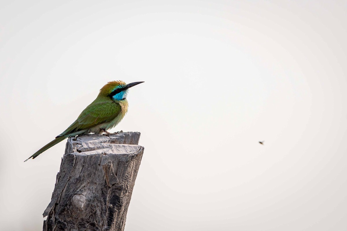 Arabian Green Bee-eater - ML646644620