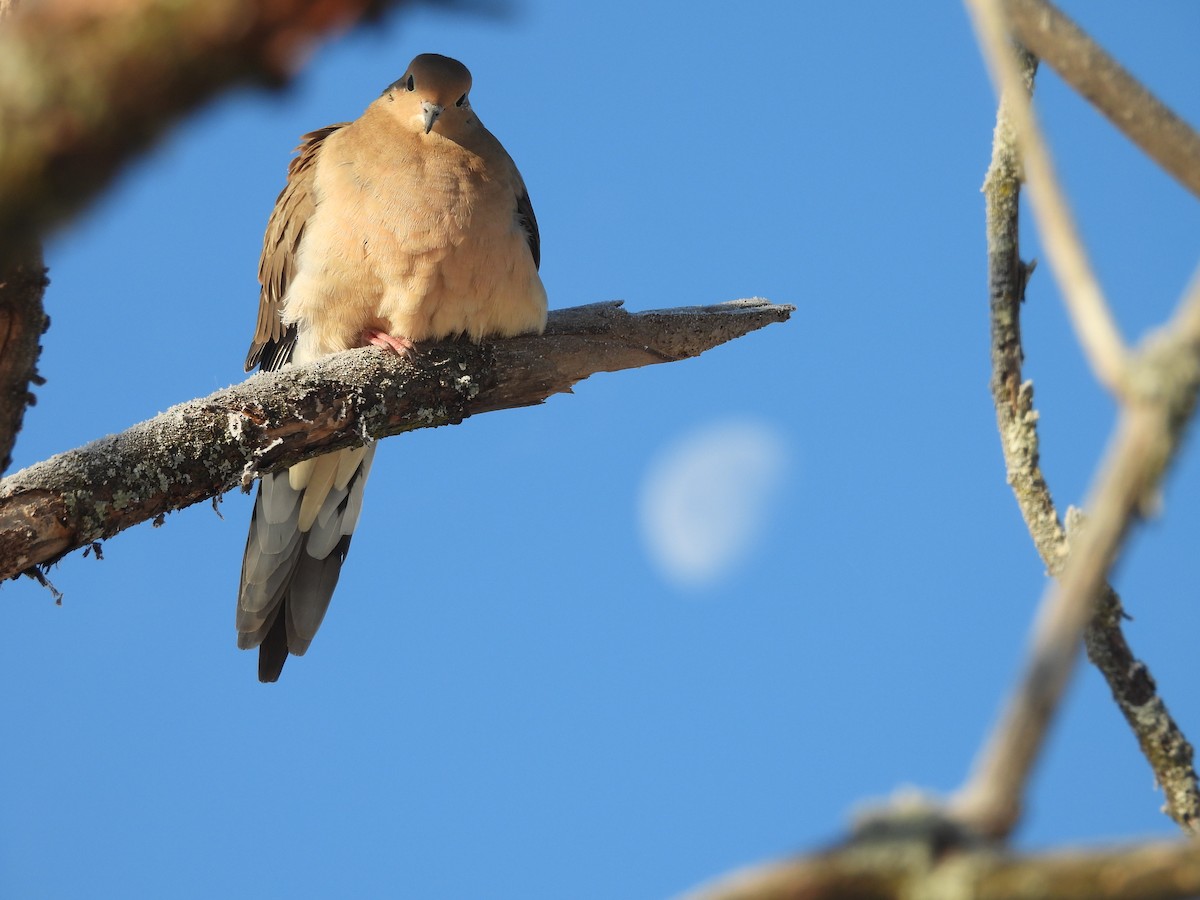 Mourning Dove - ML646644624