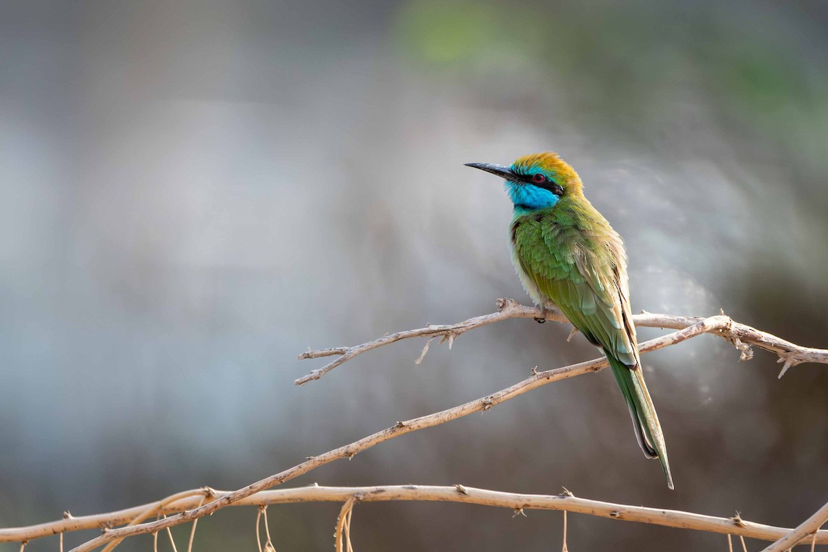 Arabian Green Bee-eater - ML646644625