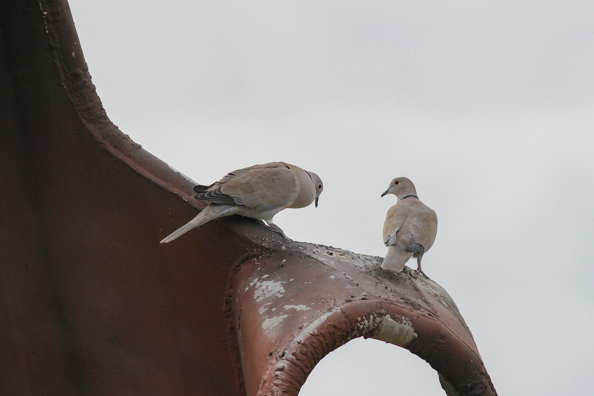 Eurasian Collared-Dove - ML646644626