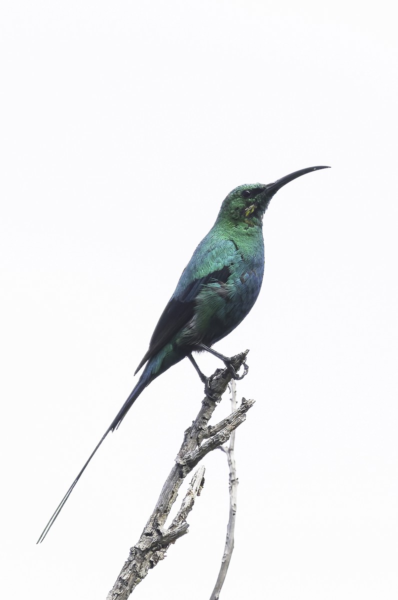 Suimanga Malaquita - ML646644628