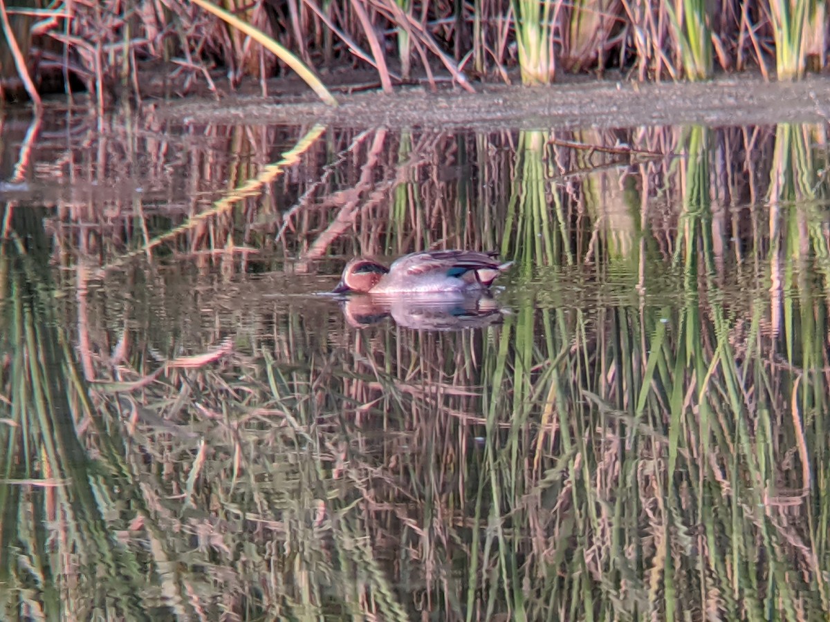 Green-winged Teal - ML646644631