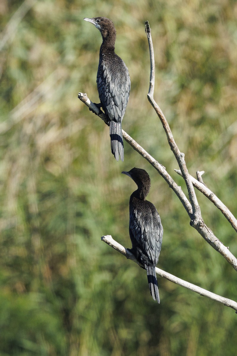 Малый баклан - ML646644632