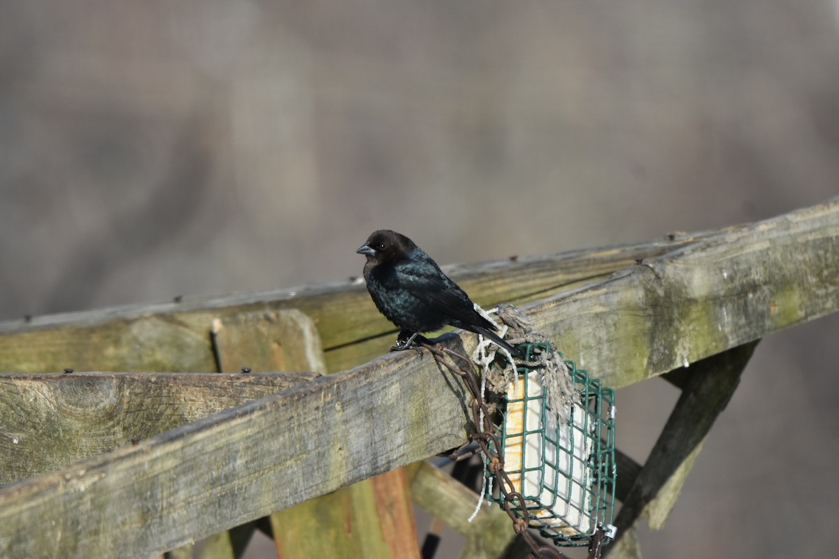 Braunkopf-Kuhstärling - ML646644633