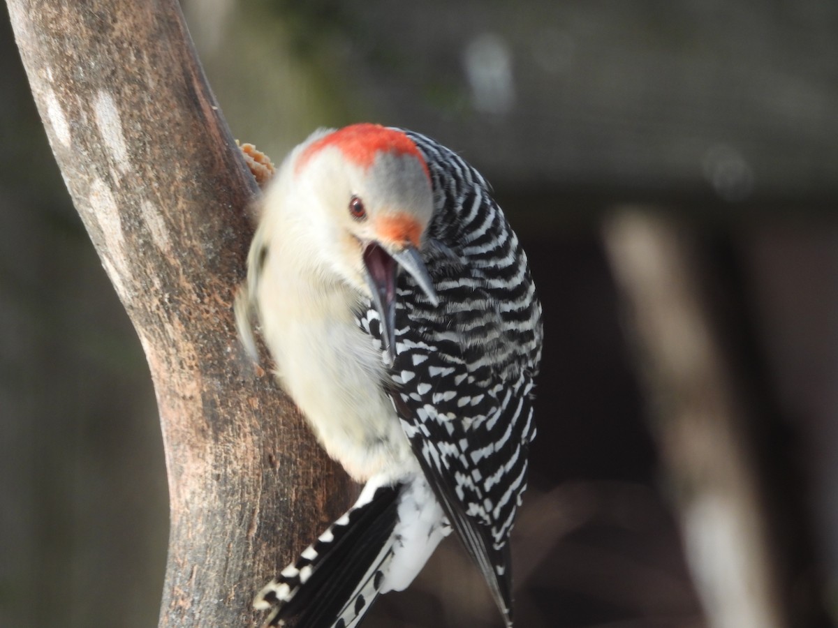 Red-bellied Woodpecker - ML646644639