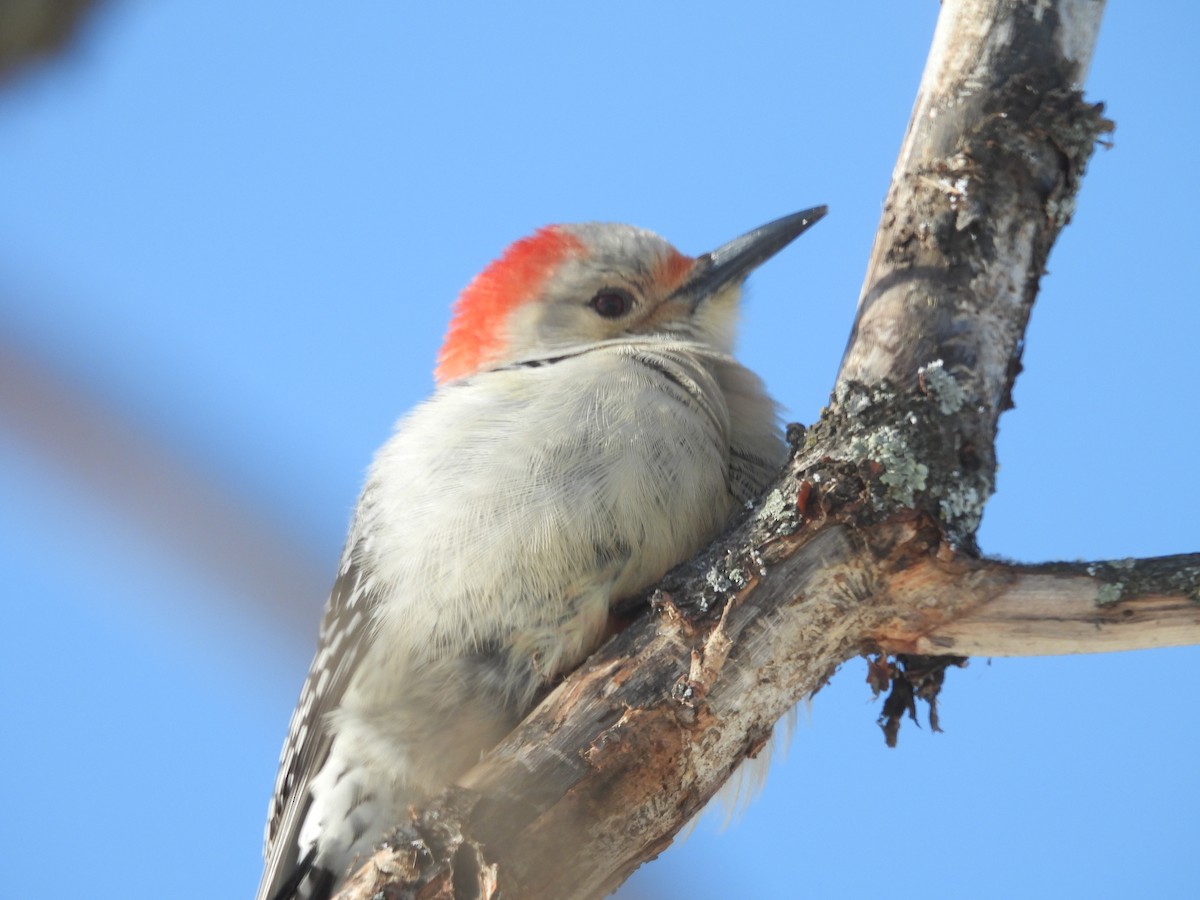 Red-bellied Woodpecker - ML646644640