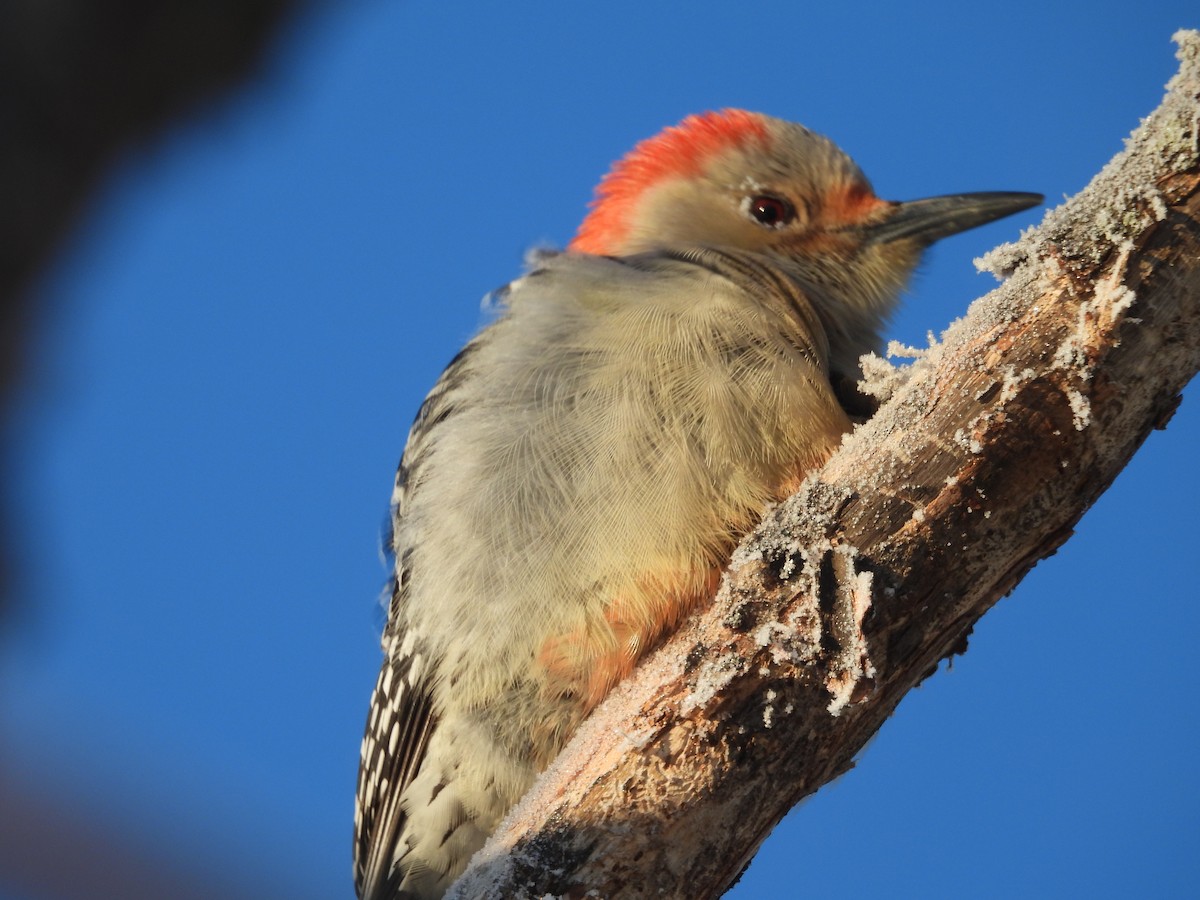 Red-bellied Woodpecker - ML646644641