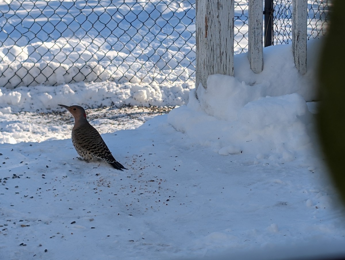Шилоклювый дятел (auratus/luteus) - ML646644643