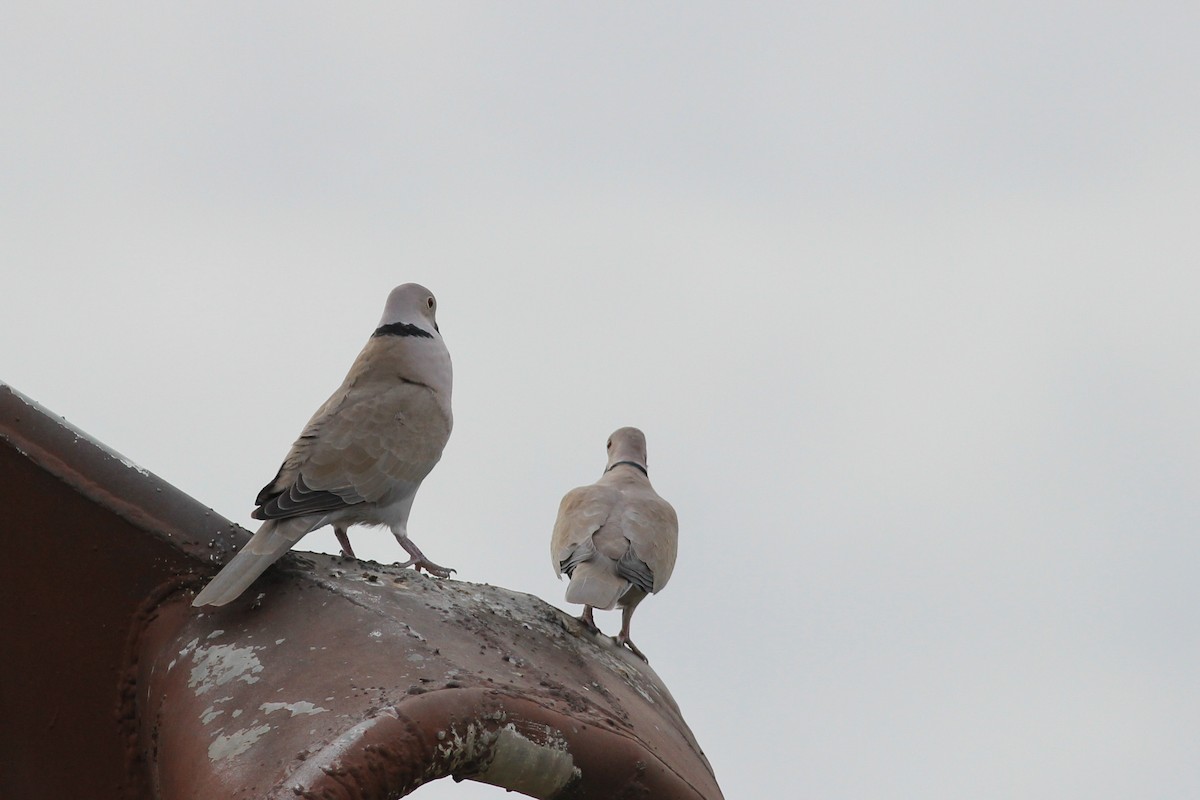 Eurasian Collared-Dove - ML646644644