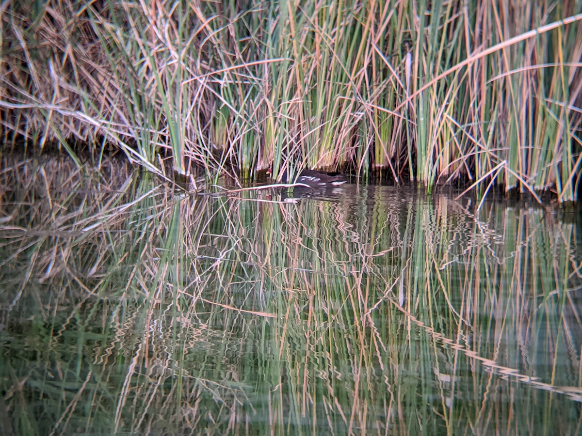 Eurasian Moorhen - ML646644645