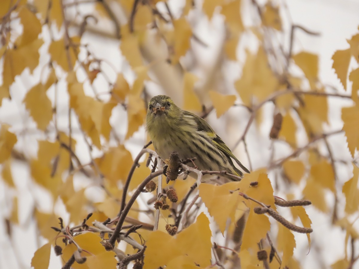 čížek lesní - ML646644647