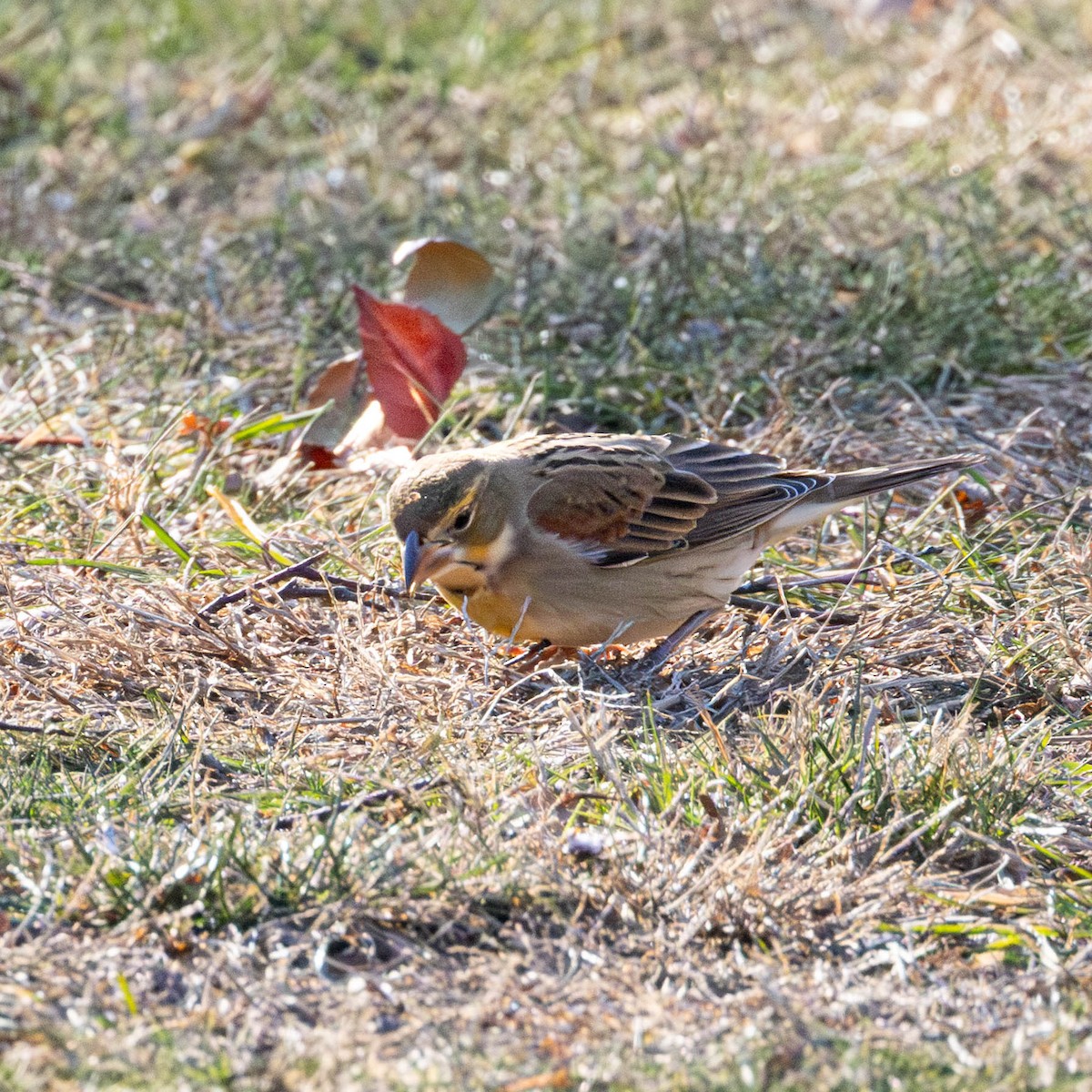 Dickcissel - ML646644652